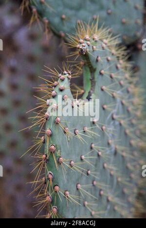 Close-up of Cactus Spines on Isla Isabela, Galapagos, Ecuador Stock Photo