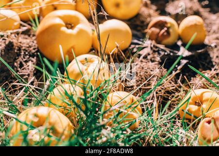 Ripe yellow apples on ground in orchard garden. Eco natural background. Organic fallen dropped rotten fruits lying under apple trees on farm. Sunny su Stock Photo