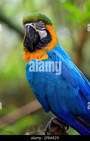 Close-up of Blue and Gold Macaw Perched on Branch at Audubon Zoo, New Orleans Stock Photo