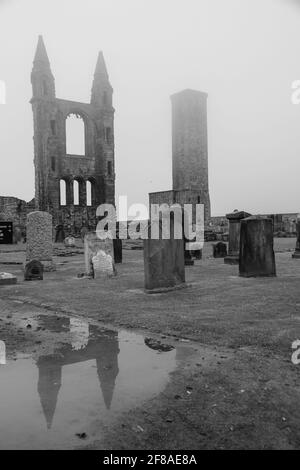 Ruins of St. Andrews Cathedral Scotland Reflected in Puddle Stock Photo