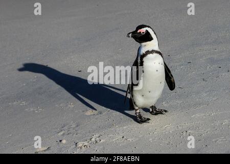 African penguin on beach with long shadow in South Africa Stock Photo