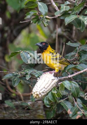 male Village Weaver bird in Kenya near feeding station Stock Photo