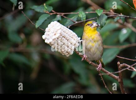 female Village Weaver bird in Kenya near feeding station Stock Photo