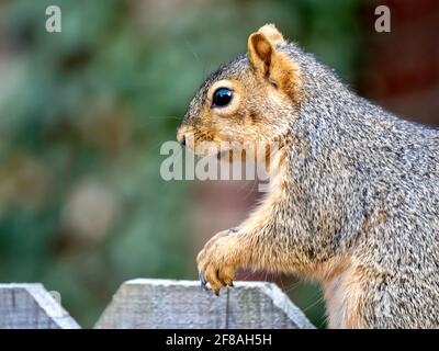A squirrel, rodent, mammal perched sitting on a fence, or gripping the fence, eating seeds and nuts, in nature. Stock Photo