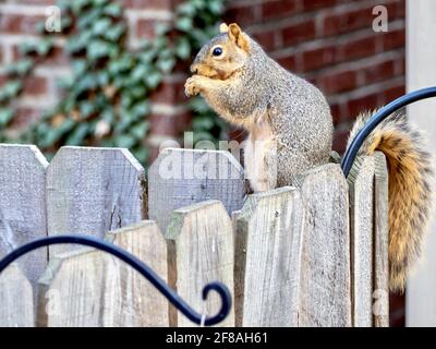 A squirrel, rodent, mammal perched sitting on a fence, or gripping the fence, eating seeds and nuts, in nature. Stock Photo