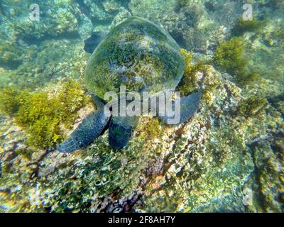 Galapagos green sea turtle eating seaweed at Punta Morena, Isabela Island, Galapagos, Ecuador Stock Photo