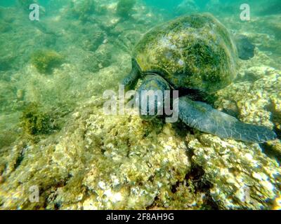 Galapagos green sea turtle at Punta Morena, Isabela Island, Galapagos, Ecuador Stock Photo