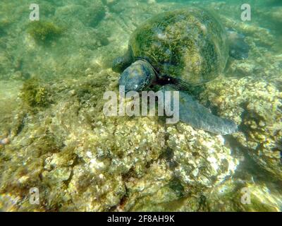 Galapagos green sea turtle at Punta Morena, Isabela Island, Galapagos, Ecuador Stock Photo