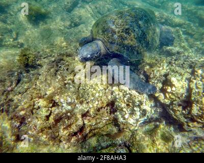 Galapagos green sea turtle at Punta Morena, Isabela Island, Galapagos, Ecuador Stock Photo