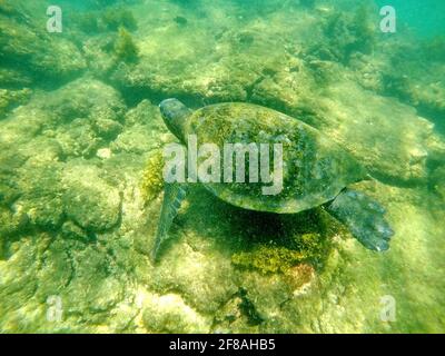 Galapagos green sea turtle swimming near the sea floor at Punta Morena, Isabela Island, Galapagos, Ecuador Stock Photo