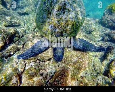 Galapagos green sea turtle eating seaweed at Punta Morena, Isabela Island, Galapagos, Ecuador Stock Photo