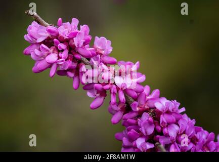 Closeup of a Cherry Blossom tree in bloom Stock Photo