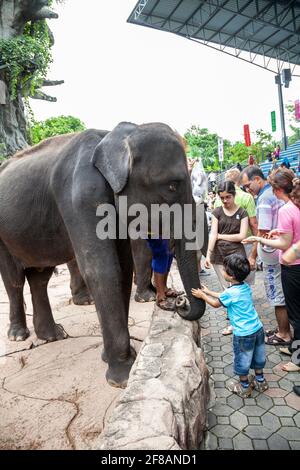 Visitors at the famous Safari World in Bangkok interact and play with elephants. Stock Photo