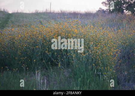 Common Fiddleneck (Amsinckia menziesii Stock Photo - Alamy