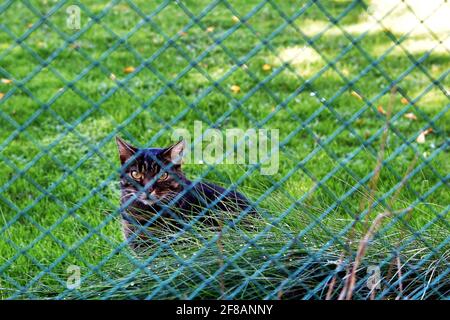 cat wire fencing