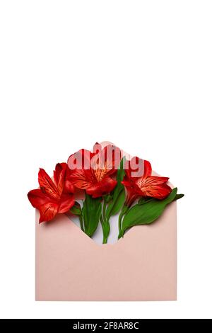 Alstroemeria flowers in paper letter envelope postcard, isolated white background. Vertical shot concept for congratulations or invitations. Stock Photo