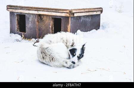 Sleeping Alaskan husky sled dog, resting in the snow. Stock Photo