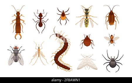 Set of various insects dangerous and harmful to humans vector illustration on white background Stock Vector
