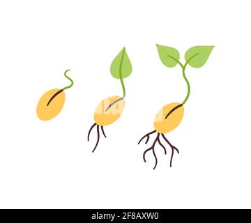 Seeds and seedlings. Germination of sprouts in doodle style. Hand drawn isolated vector illustration Stock Vector
