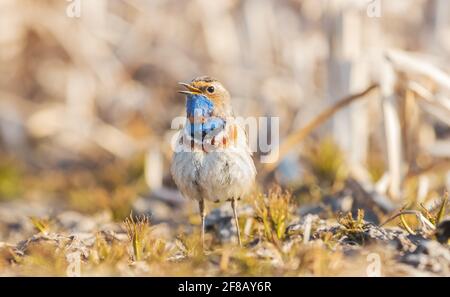 bluethroat singing a song standing on the ground Stock Photo
