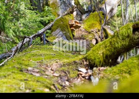 Fallen old trees covered with green moss in the spring forest Stock Photo