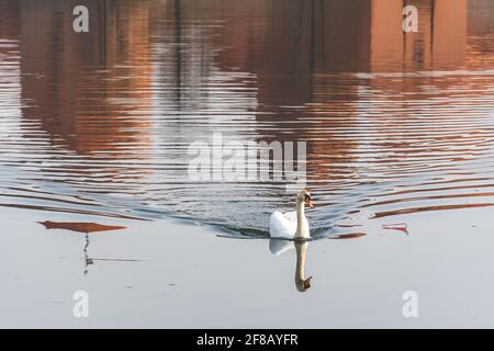 Beautiful white swan or Cygnus on the water with small waves and castle reflected in the water behind Stock Photo
