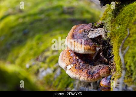 Red Banded Polypore growing on a tree covered by green moss in the forest. a parasitic fungus growing on a tree like virus Fomitopsis pinicola Stock Photo