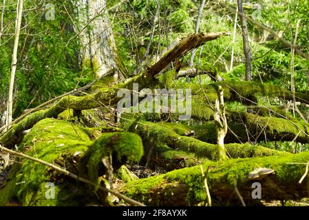Fallen old trees covered with green moss in the spring forest Stock Photo