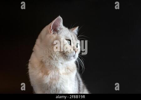 Portrait of a white British cat, chinchilla color, with adorable gray eyes on an isolated black background Stock Photo