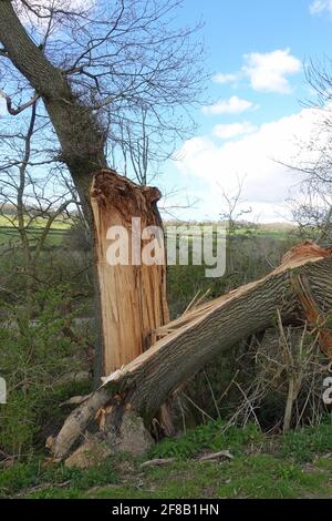 Tree damaged in storm Stock Photo