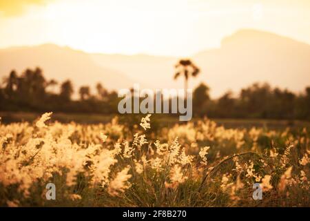 A tranquil scenery of flower fields on summer dusk, blooming red Natal grass flowers against golden sunset. Sunset and mountains in the backgrounds. Stock Photo