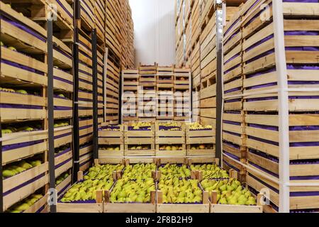 Pears and apples in crates ready for shipping. Cold storage interior. Stock Photo