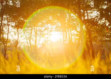 Magical sunrise over a botanic garden in summer, glowing golden sun shines through twigs and branches of tropical trees, fantasy lens flare. Stock Photo