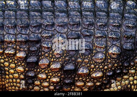 Siamese crocodile, Crocodylus siamensis, freshwater reptile native to Indonesia. Close-up skin detail of rare animal. Art view of nature. Wildlife sce Stock Photo