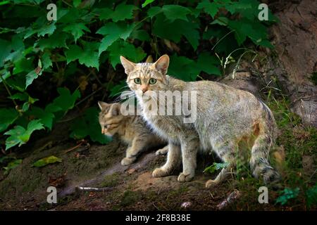 Wild Cat with cub, Felis silvestris, animal in the nature tree forest habitat, hidden in the tree trunk, Central Europe. Wildlife scene from nature. Y Stock Photo