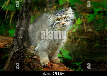 Manul or  Pallas's cat, Otocolobus manul, cute wild cat from Asia. Wildlife scene from the nature. Animal in the nature habitat, forest in Nepal. Stock Photo