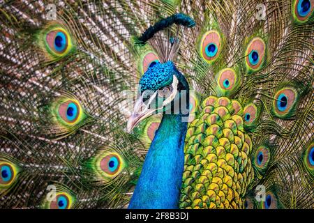 Portrait of beautiful peacock with feathers out Stock Photo