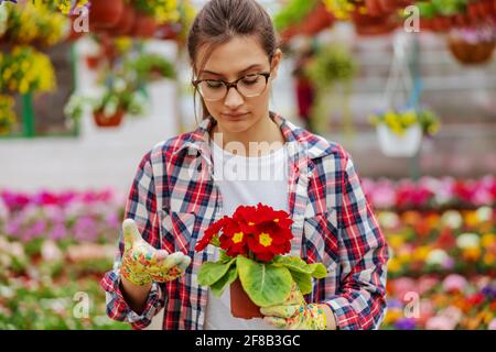 Portrait of young entrepreneur holding pot with flowers and taking care of it while standing in greenhouse. Stock Photo