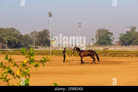 MUMBAI, INDIA - December 29, 2021: Racehorse getting trained at Mahalakshmi racecourse in Mumbai Stock Photo