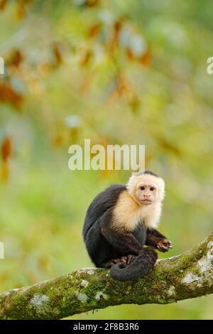 Wildlife of Costa Rica. Travel holiday in Central America. White-headed Capuchin, black monkey sitting on tree branch in the dark tropical forest. Stock Photo