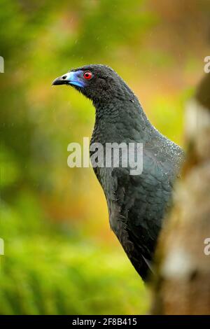 Black Guan, Chamaepetes unicolor, portrait of dark tropical bird with blue bill and red eyes. Animal in the mountain tropical forest, nature habitat f Stock Photo