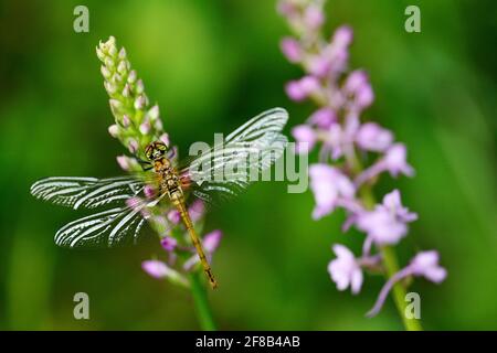 Orchid with dragonfly, Common Fragrant Orchid, Gymnadenia conopsea, flowering European terrestrial wild orchid in nature habitat. Beautiful detail of Stock Photo