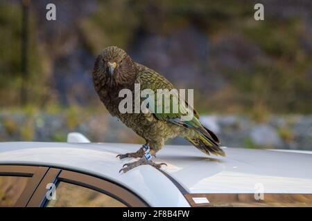 kea bird sits on top of car Stock Photo