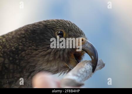 close up kea biting and pulling stick in beak Stock Photo