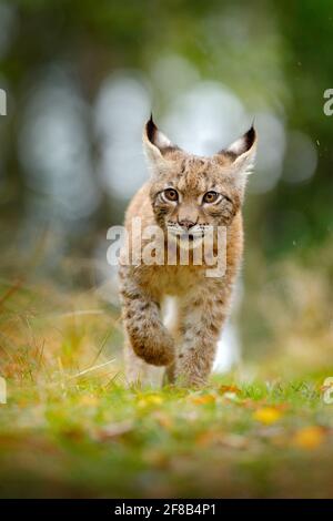 Young Lynx in green forest. Wildlife scene from nature. Walking Eurasian lynx, animal behaviour in habitat. Cub of wild cat from Germany. Wild Bobcat Stock Photo
