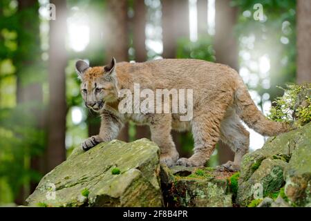 Puma concolor, known as the mountain lion, panther, in green vegetation, Mexico. Wildlife scene from nature. Dangerous Cougar sitting in the green for Stock Photo