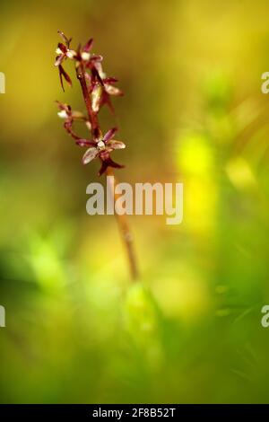 Listera cordata, Lesser Twayblade, red flowering European terrestrial wild orchid in nature habitat with green background, Jeseniky, Czech Republic, E Stock Photo