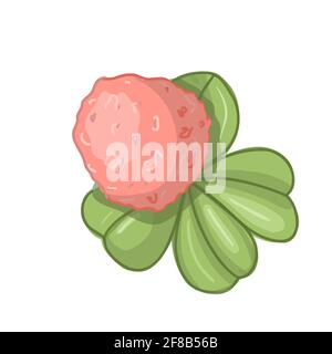 pink clover flower herbal branch, closeup vector Stock Vector