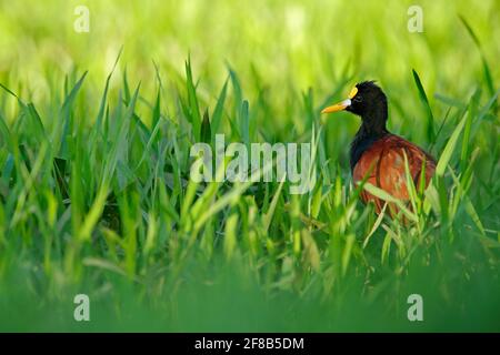 Northern Jacana, Jacana spinosa, wader bird from Cista Rica. Bird with long leg in the water grass. Jacana in habitat, green vegetation. Beautiful wad Stock Photo