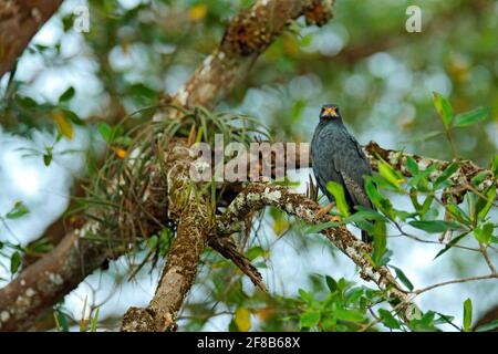 Great Blackhawk Buteogallus Urubitinga Large Bird Found In Central And  South America Vulture In Tree Bird Forest In The Background Wildlife Scene  From Tropic Nature Hawk In Nature Habitat Stock Photo 